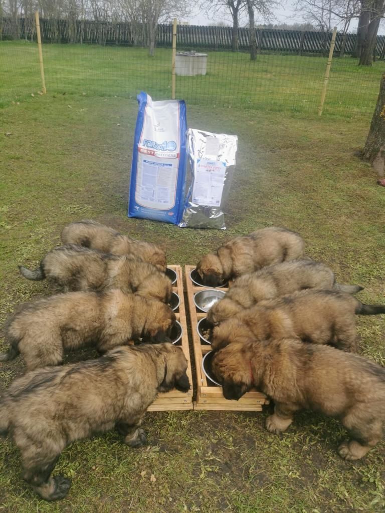 Customer photo review of Best Breeders Puppy Junior Large 32/14