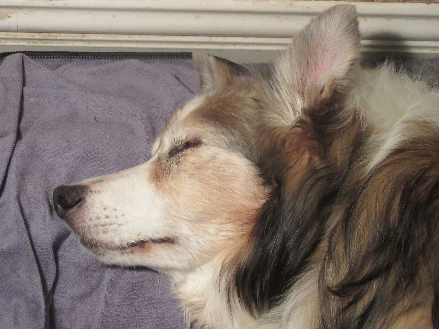 Customer photo review of Luxury Dog Towel