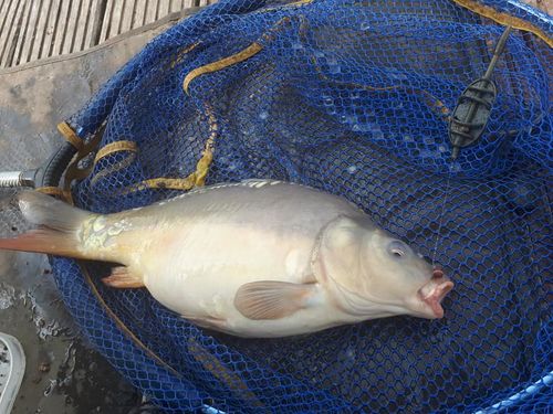 Customer photo review of ICS IN-LINE DURA FLAT METHOD FEEDERS - 9 Opties