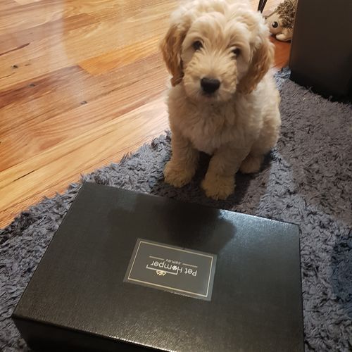 Customer photo review of Puppy Hamper - First Paw Prints Hamper