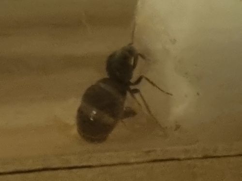 Customer photo review of Lasius niger colony