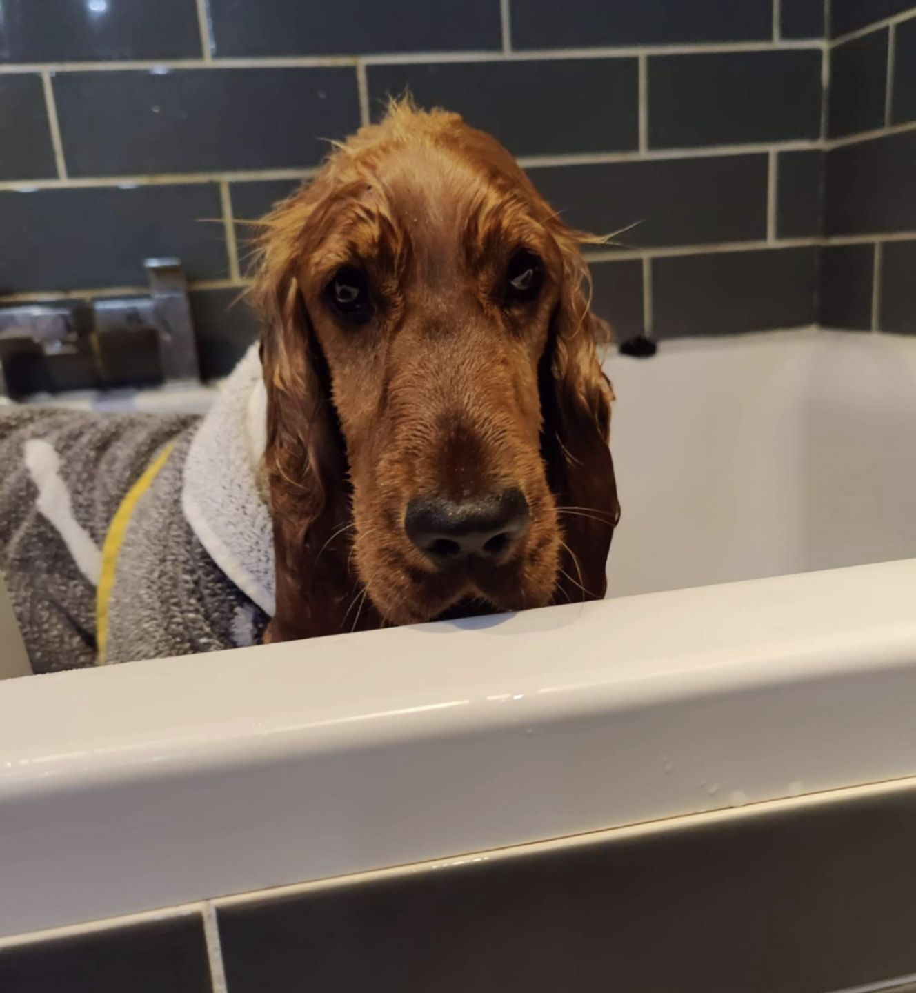 Customer photo review of Natural Neem Oil Shampoo Bar for Dogs