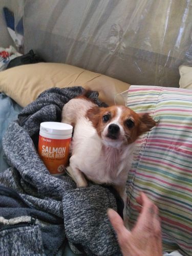 Customer photo review of Salmon Omega Soft Chew Bites for Dogs - 120 Count