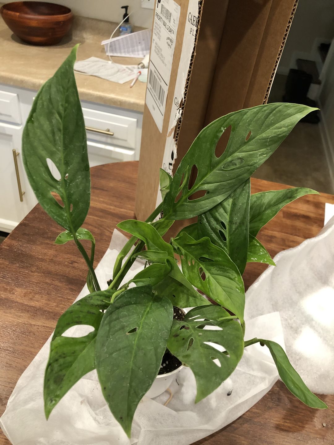 Customer photo review of 4" Monstera Adansonii (Narrow Leaf)