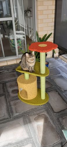 Customer photo review of Two Climbing Level Sisal Cat Scratching Tree