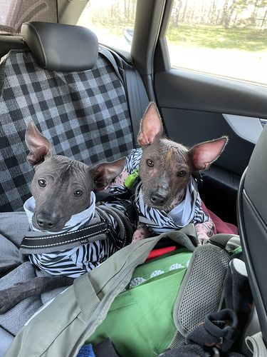 Customer photo review of Sun & Bug Shirt - Repeltec