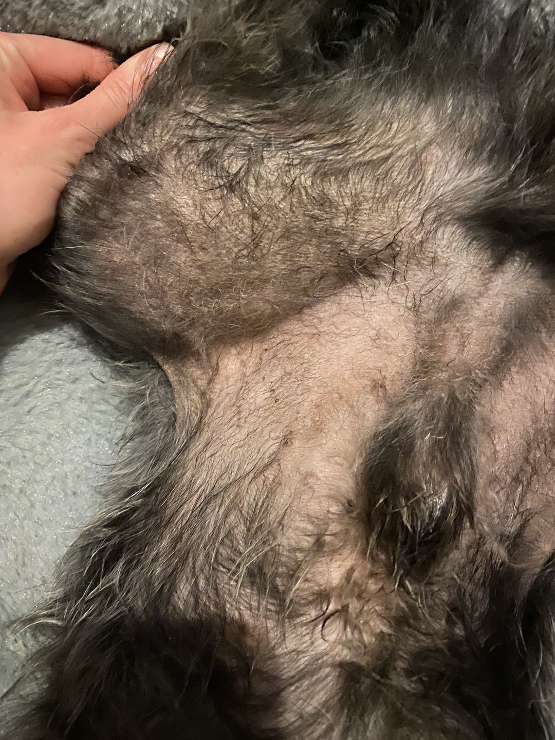 Customer photo review of Dog Spray