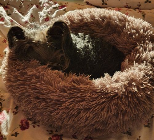 Customer photo review of Puppery Kuschelbett - Das Original