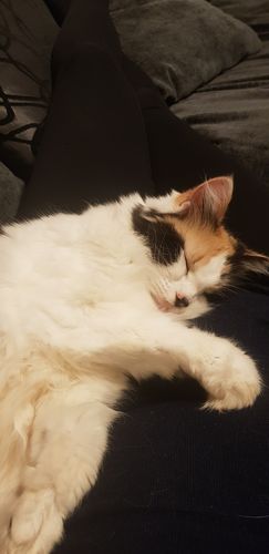 Customer photo review of Lint Swept™ Lint Roller Shaver