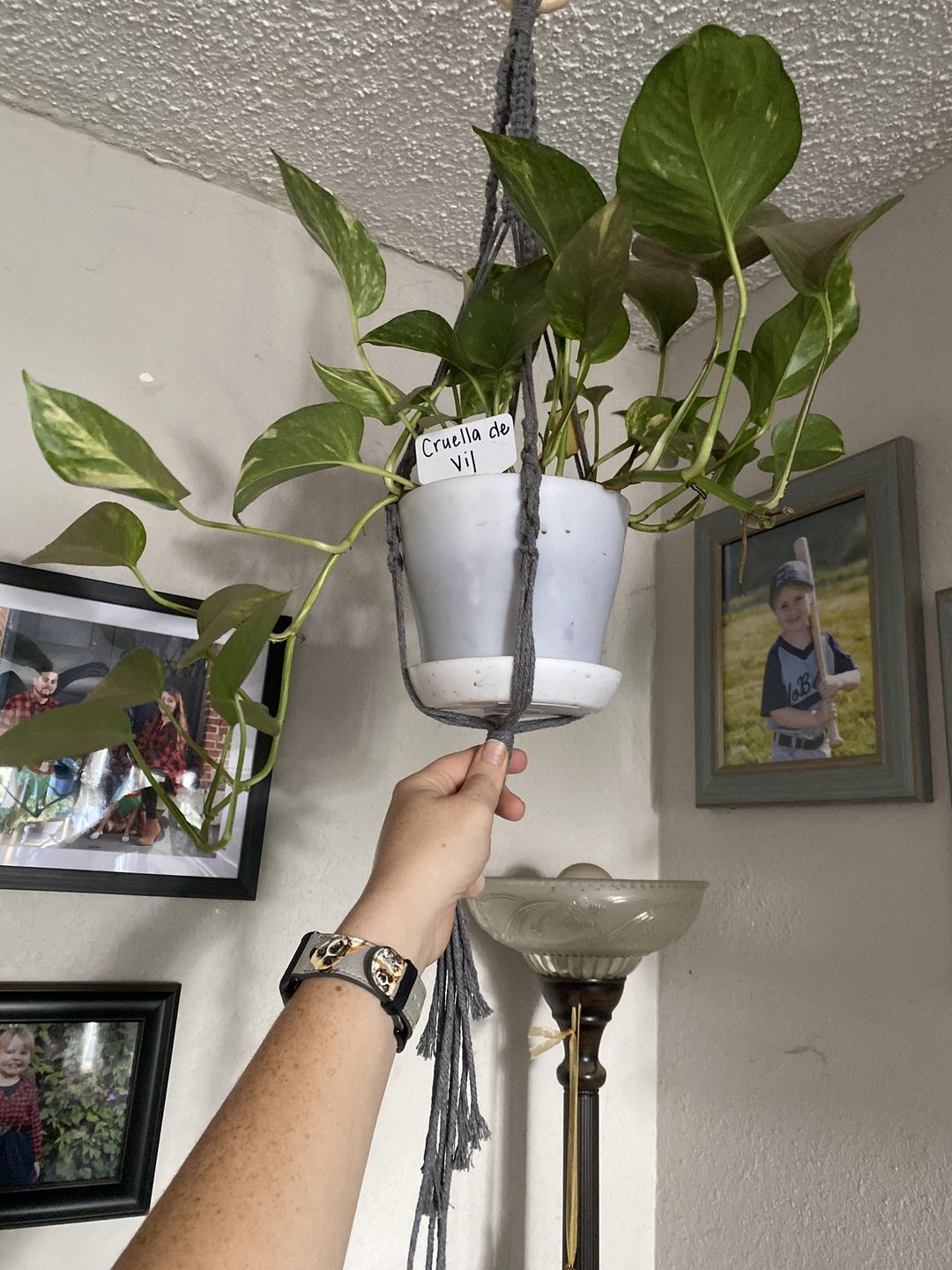 Customer photo review of 4" Pothos Golden