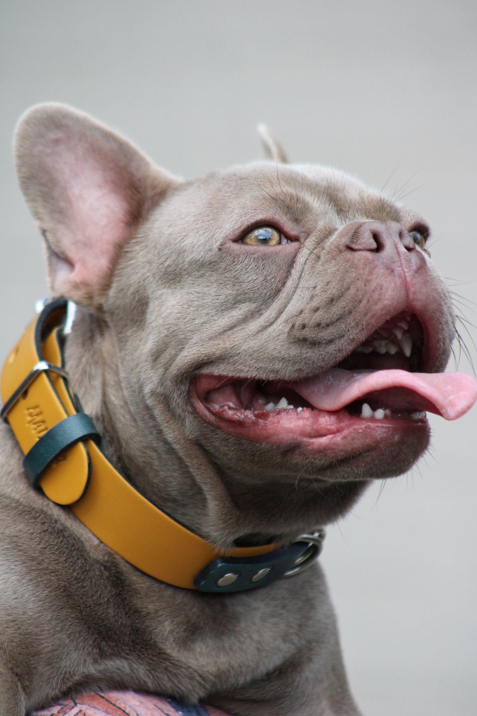 Customer photo review of Collar Duke Amarillo/Jeans