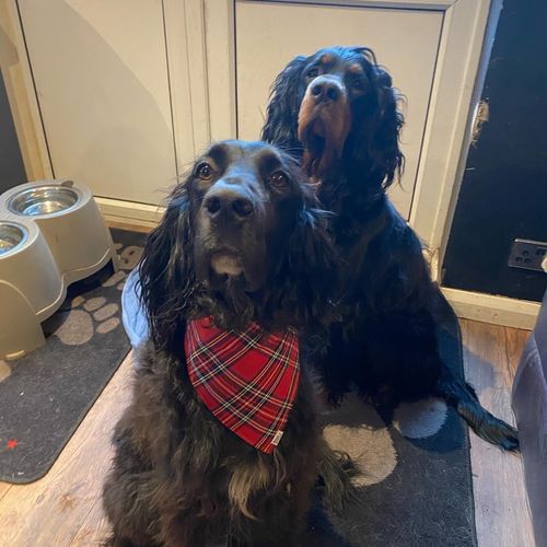 Customer photo review of TARTAN - Bandana