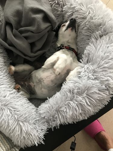 Customer photo review of Cuccia Antistress Per Pelosetti - Super Cucciolo®