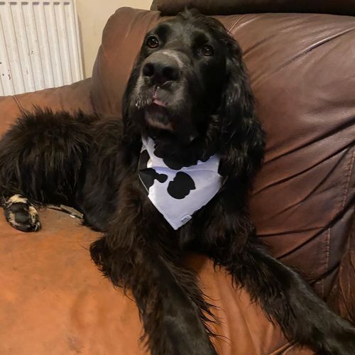 Customer photo review of COW - Bandana