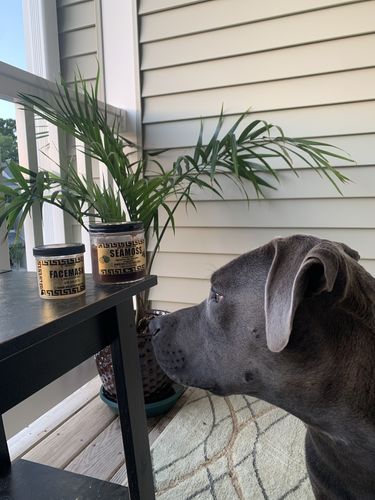 Customer photo review of Elderberry and Soursop Infused Sea Moss Gel