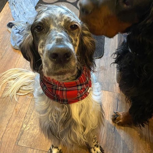 Customer photo review of TARTAN - Snood