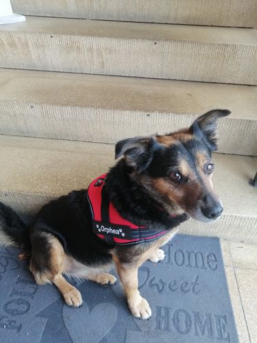 Customer photo review of Pfotenlove - Personalisiertes Anti-Zug Sicherheitsgeschirr – Premium Ausgabe