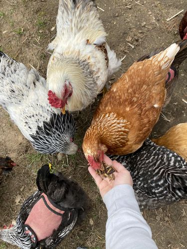 Customer photo review of GrubTerra Dried Larvae