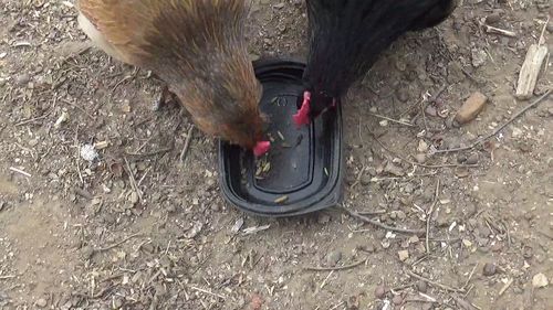 Customer photo review of GrubTerra Dried Larvae