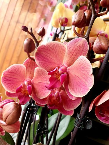 Customer photo review of Two of Us - Narbonne mit orange-roten Blüten und 5+ Stielen