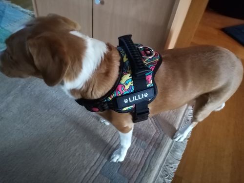 Customer photo review of Pfotenlove - Personalisiertes Anti-Zug Sicherheitsgeschirr – Premium Ausgabe
