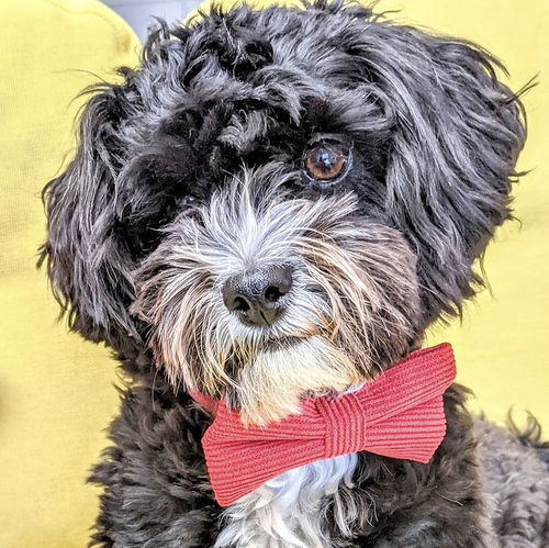 Customer photo review of RUBY - Bow