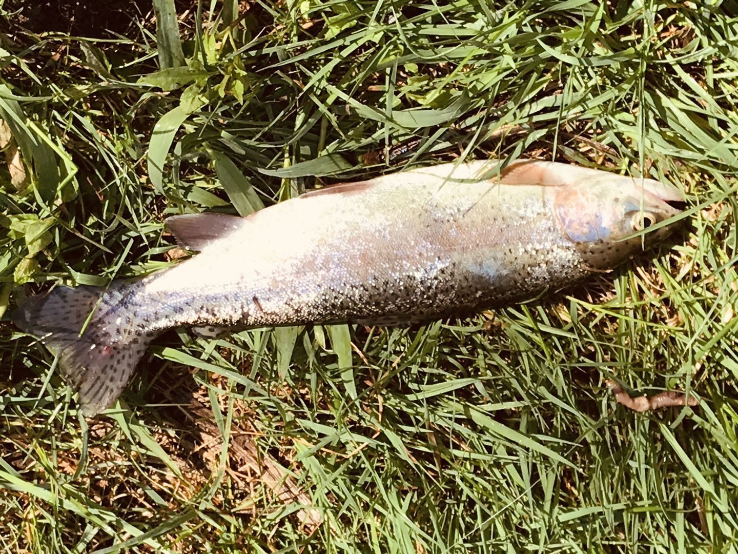 Customer photo review of Echo Carbon XL Fly Rod
