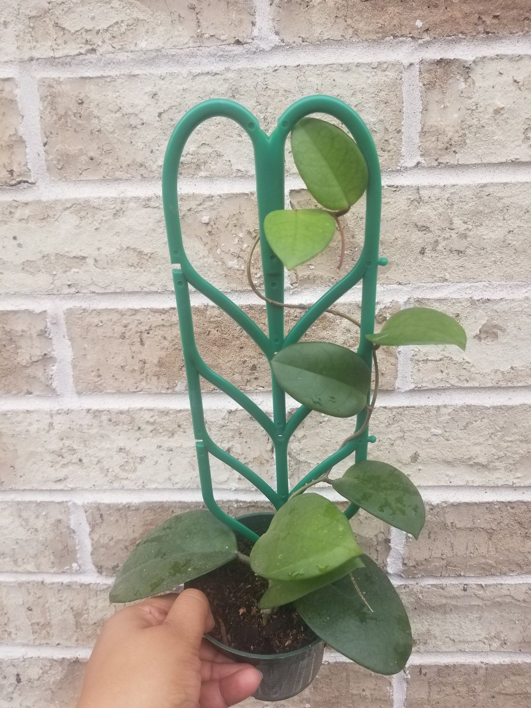 Customer photo review of 3" Hoya Fungii