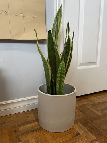 Customer photo review of 8” Signature Stone Planter