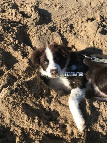Customer photo review of Custom Name Patch For Dog Harness