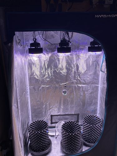 Customer photo review of PhatSlim 1XL Dimmable LED Grow Light (gen6) 104w 3500k