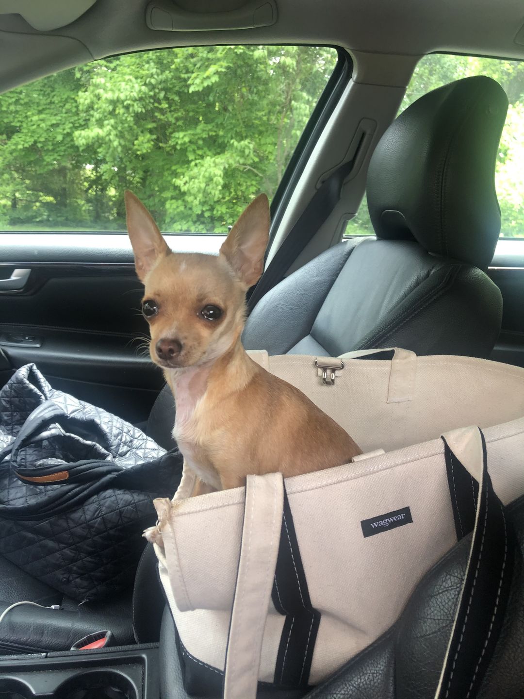 Customer photo review of Boat Canvas Carrier  -  Various Colors