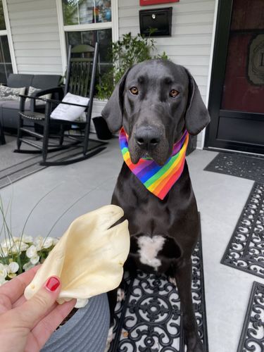 Customer photo review of Cow Ears