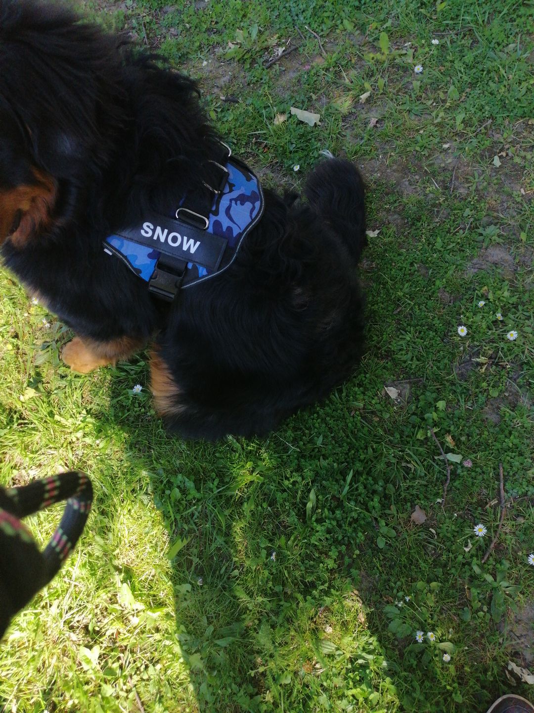 Customer photo review of Peigne de Toilettage Professionnel PuppySafe™