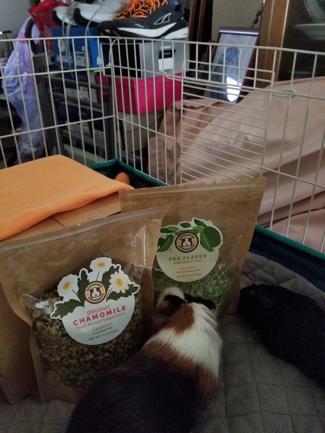 Customer photo review of GuineaDad Nourish Series - Herbal Supplement