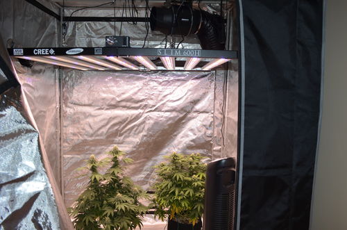 Customer photo review of Slim 600H Dimmable LED Grow Light 600w (120 Degree) 3500k - Canada Sales Only