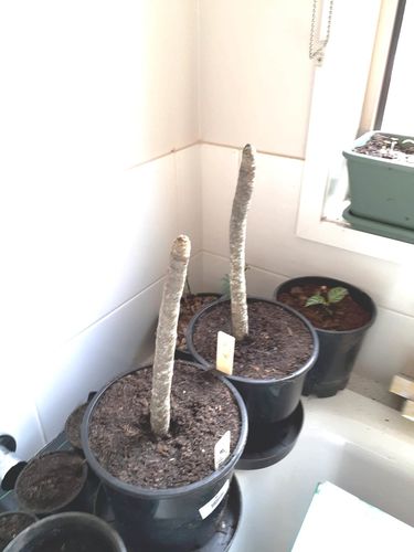 Customer photo review of Frangipanis