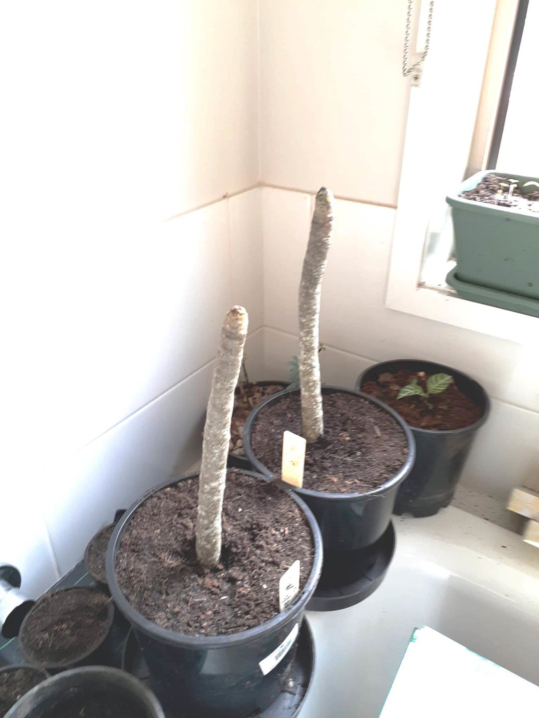 Customer photo review of Frangipanis