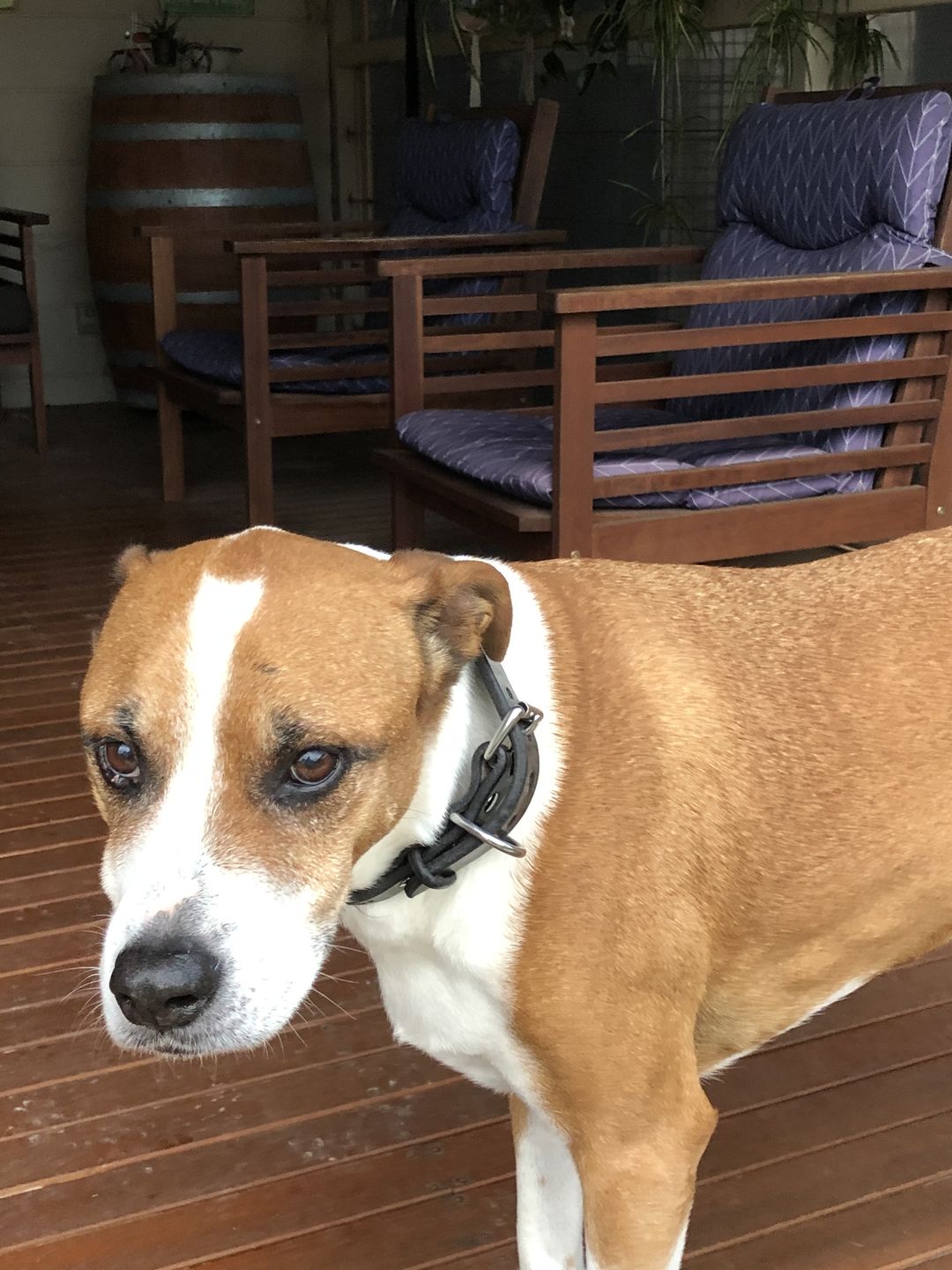 Customer photo review of Dog Collar