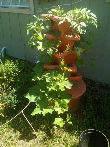 Customer photo review of 16,500 Heirloom Vegetable Seeds 40 Variety Kit with FREE SHIPPING