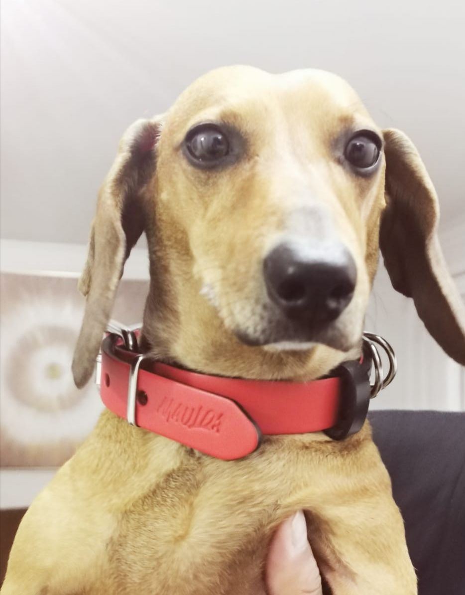 Customer photo review of Collar Duke Rojo/Negro