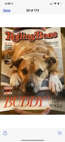 Customer photo review of Posing Pig Custom Print