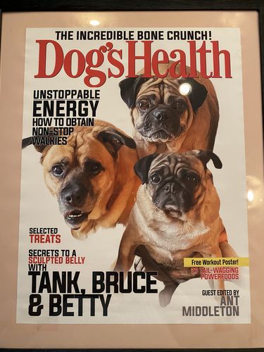 Customer photo review of Posing Pig Custom Print