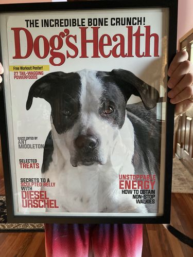 Customer photo review of Posing Pig Custom Print