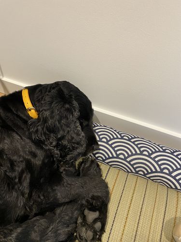 Customer photo review of Seigaiha L-Shape Tatami Pet Mat