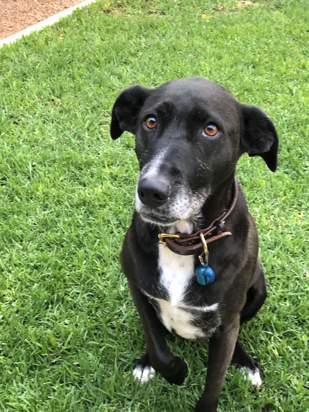 Customer photo review of Dog Collar