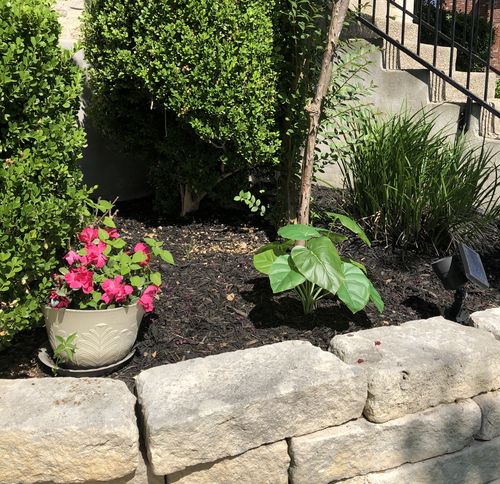 Customer photo review of 21In Philo Bush X 10 Lvs 81610