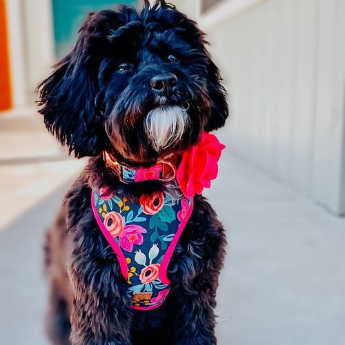 Customer photo review of Rifle paper co dog harness leash set - Rosa Black