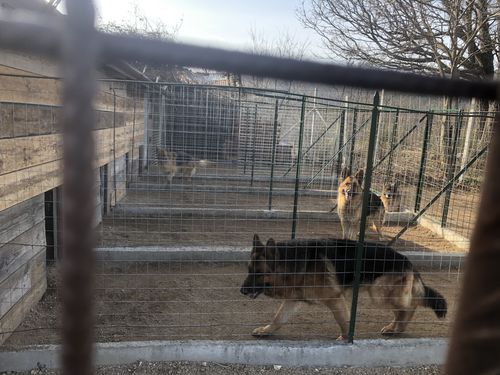 Customer photo review of IMPERIAL FOOD 1ST CLASS MAIALE E ARINGA