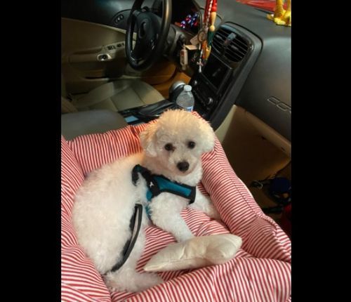 Customer photo review of Dog Car Calming Bed